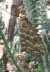 Evergestis frumentalis
