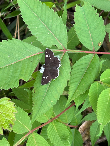 Tagiades tethys tethys