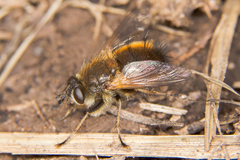 Tachina lurida