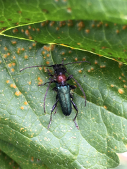 Cartallum ebulinum