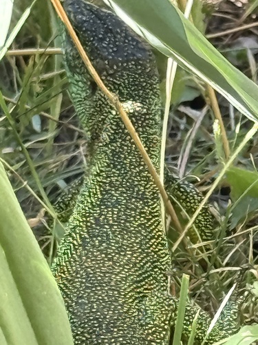 Western Green Lizard
