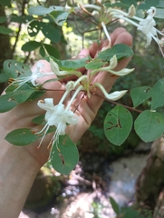 (c) Raven Dandridge, some rights reserved (CC BY) Rhododendron serrulatum, photograph (c) Raven Dandridge, some rights reserved (CC BY)