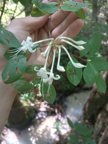 Rhododendron serrulatum, photograph 6