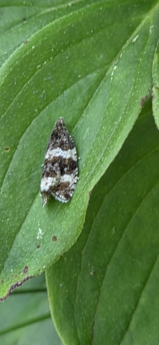 Dusky Leafroller Moth photo 3