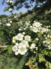 Crataegus monogyna