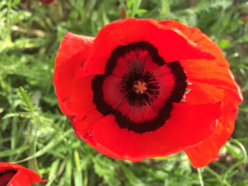 Peacock Poppy