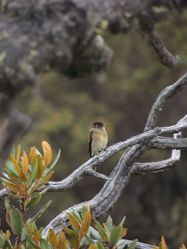 Black-capped Flycatcher (Empidonax atriceps), photo 4