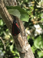 Tyria jacobaeae