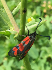 Zygaena graslini