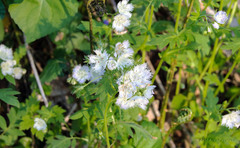 Phacelia fimbriata