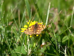 Carterocephalus mandan