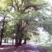 Quercus afares - Photo (c) dalidali, algunos derechos reservados (CC BY-NC)
