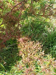 Rose rosette emaravirus