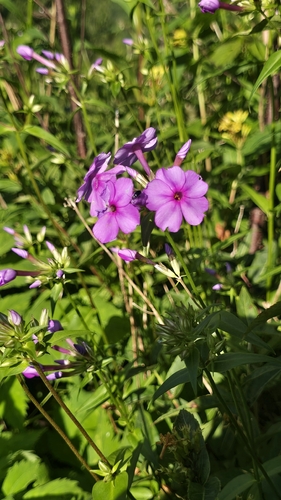 Phlox carolina