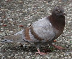 Columba livia domestica