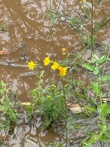 Great Plains Ragwort