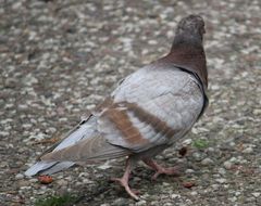 Columba livia domestica