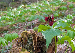 Trillium sulcatum
