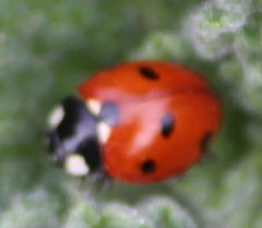 Coccinella septempunctata
