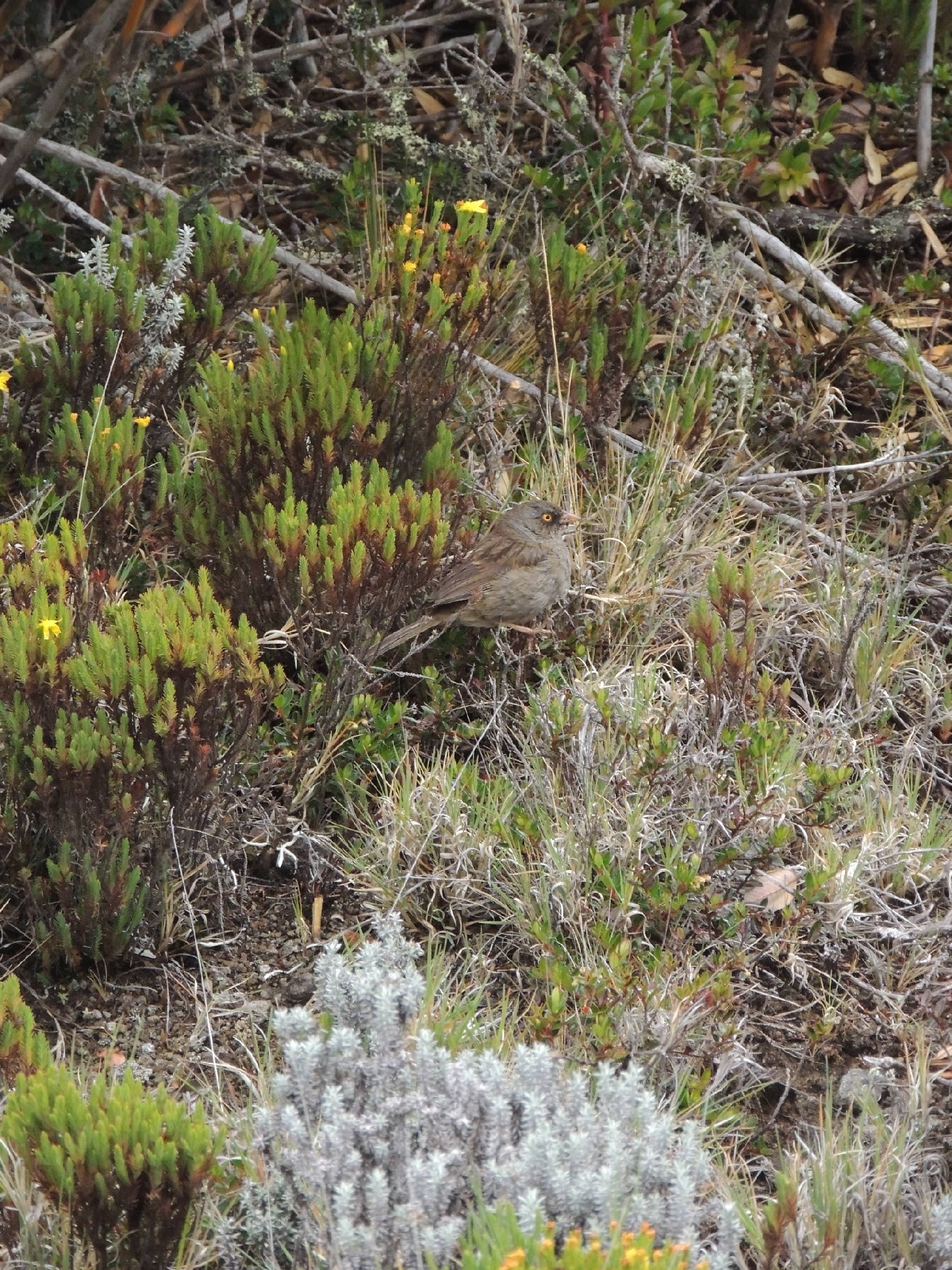 Volcano Junco (Junco vulcani), photo 6