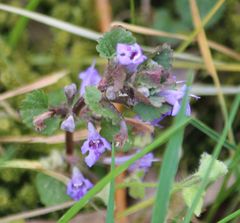 Glechoma hederacea