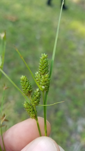 Hirsute sedge (Carex complanata)