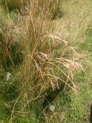 Juncus inflexus