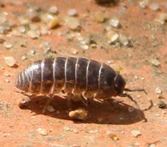 Armadillidium vulgare