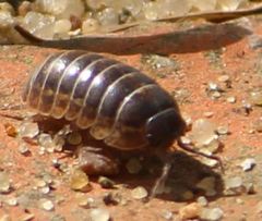 Armadillidium vulgare