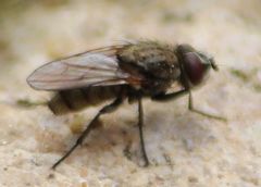 Diptera