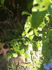 Tharsalea dorcas claytoni