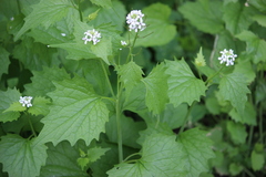 Alliaria petiolata