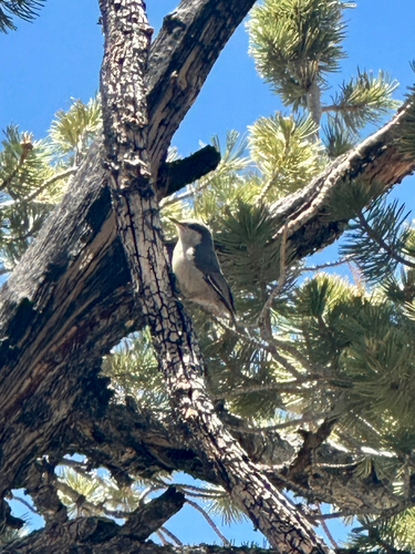 iNaturalist observation photo of Pygmy Nuthatch