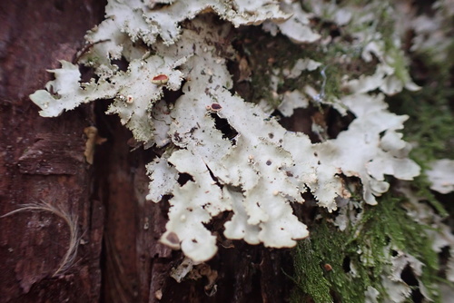 Pseudocyphellaria glabra observed 2026-07-04