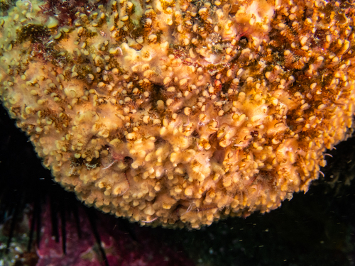 Diaperoecia observed 2026-07-03