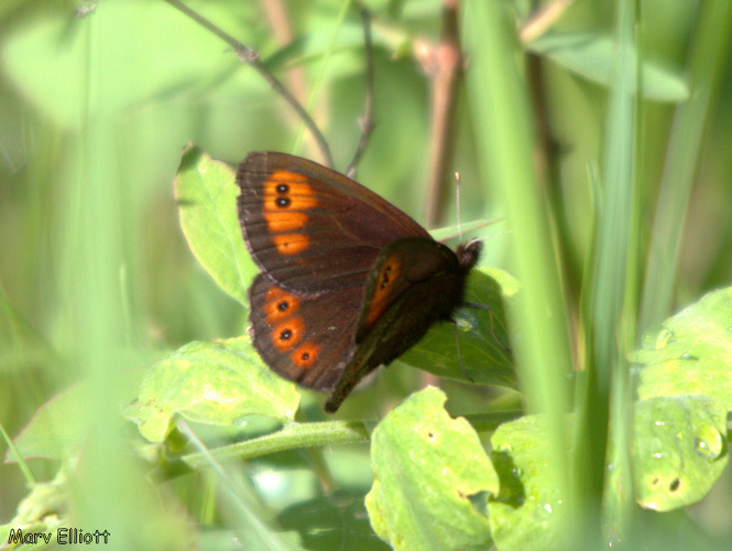 Alpine Insect Common Alpine (Insects and Arachnids of Chatfield State Park) · iNaturalist
