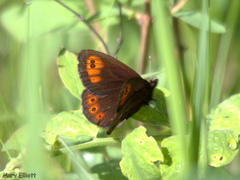 Erebia epipsodea
