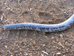 Afrotyphlops schlegelii