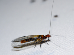 Dictyochrysa fulva