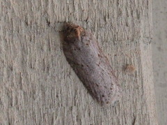 Acleris busckana
