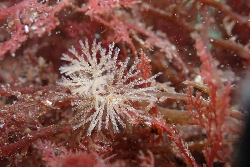Crisularia pacifica observed 2026-06-30