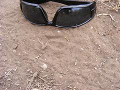 Raphicerus campestris