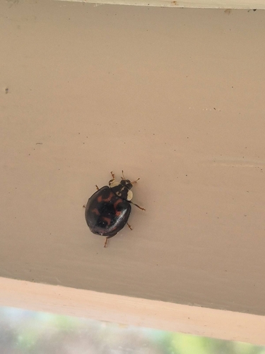 Asian Lady Beetle