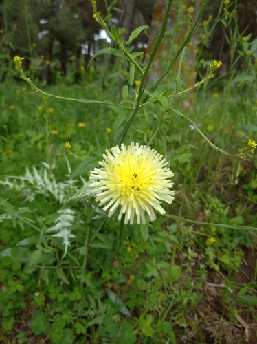 Urospermum dalechampii image