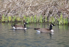 Branta canadensis