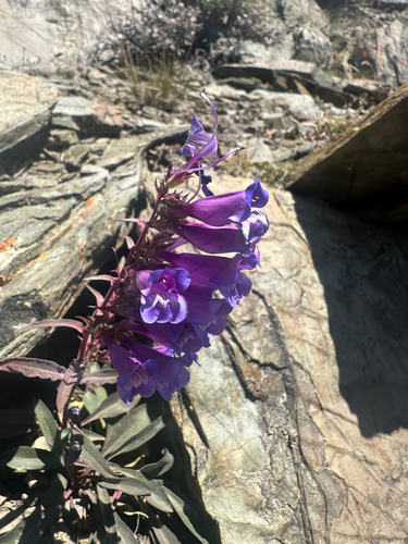 Penstemon speciosus, photograph 6