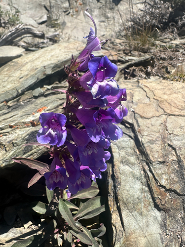 Penstemon speciosus, photograph 5