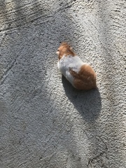 Mesocricetus auratus