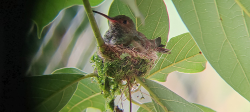 Rufous-tailed Hummingbird