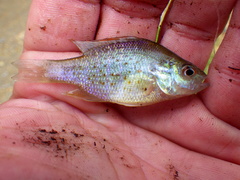 Lepomis humilis